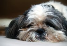 Cani da appartamento: le 10 perfette razze canine da compagnia