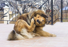 Parassiti dei cani: una minaccia che non si può trascurare