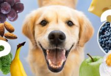 Alimentazione casalinga del cane: come funziona?