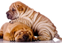 Shar Pei: un affettuoso cane da guardia