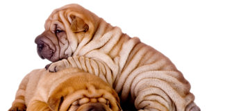 Shar Pei: un affettuoso cane da guardia
