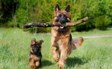 Cuccioli di pastore tedesco: alimentazione e consigli