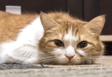 Cause, diagnosi e trattamento dell’artrite nei gatti