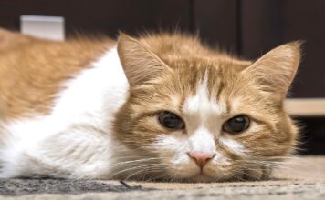 Cause, diagnosi e trattamento dell’artrite nei gatti