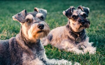 Artrosi cane, quando si presenta e come riconoscerla