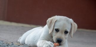 Perché è importante curare l’alimentazione del cane sin da cucciolo?