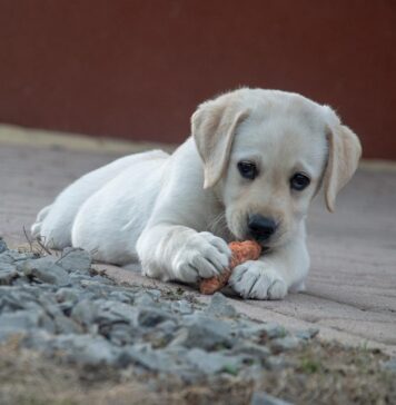 Perché è importante curare l’alimentazione del cane sin da cucciolo?