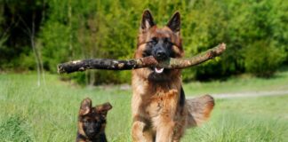 Caldo estivo: Come proteggere i nostri amici a quattro zampe dalle temperature torride