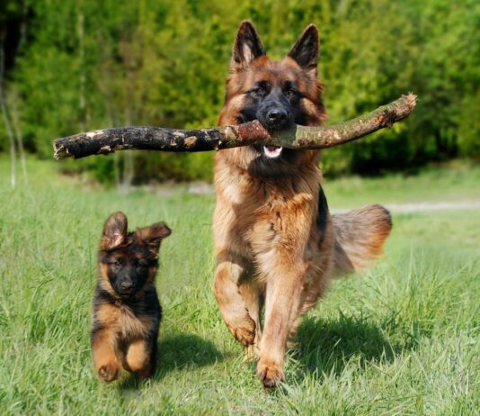 Caldo estivo: Come proteggere i nostri amici a quattro zampe dalle temperature torride