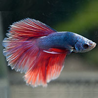 10betta