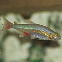 2bloodfintetra