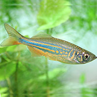 4danios1