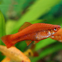 9swordtail