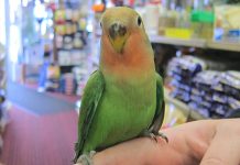 Consigli pratici su come addestrare il tuo uccello domestico