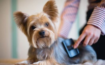 Come mantenere il pelo lucido e morbido del tuo cane