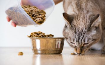 Le migliori marche di cibo per gatti piccoli e adulti