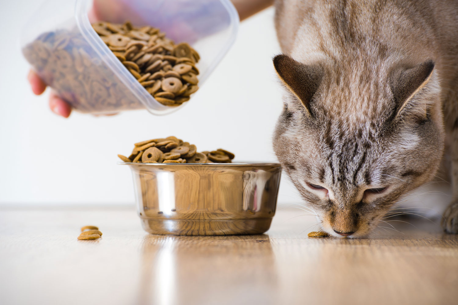 Le Migliori Marche Di Cibo Per Gatti Piccoli Adulti E