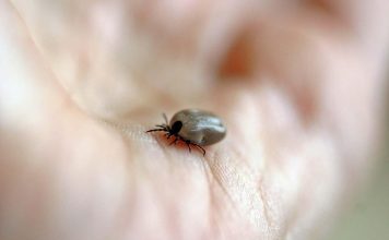 Comu rimovere le zecche dal gatto e del cane