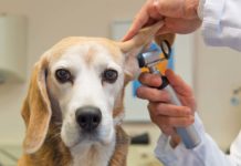 Spese veterinarie e 730: confermate le detrazioni fiscali sulla dichiarazione dei redditi